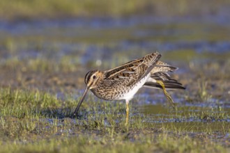Common Snipe (Gallinago gallinago) stretching leg, Netherlands