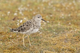 Ruff (Calidris pugnax) female, Oeland, Sweden