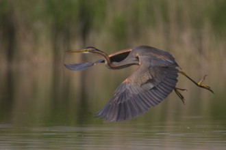 Purple Heron (Ardea purpurea) flying, Subotica, Serbia