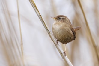 Zaunkönig, Troglodytes troglodytes Eurasian Wren, Troglodytes troglodytes