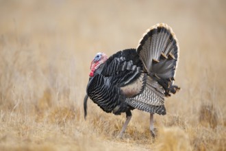 Wild Turkey (Meleagris gallopavo) male, California, USA