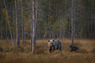 Bear hidden in yellow forest. Autumn trees with bear, mirror reflection. Beautiful brown bear
