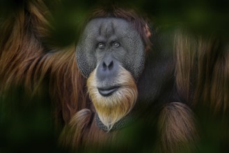 Sumatran orangutan, Pongo abelii, Critically endangered ape monkey, and found only in north