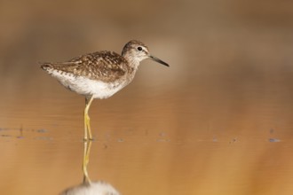 Wood Sandpiper (Tringa glareola), Greece