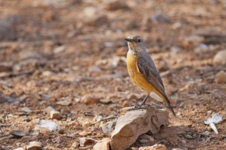 Short-toed Rock Thrush (Monticola brevipes) female, Namibia