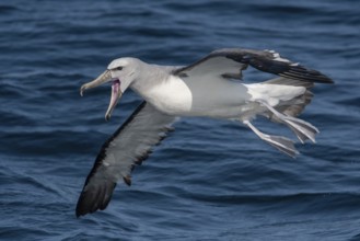 Salvin's Albatross (Thalassarche salvini) calling in flight, Valparaiso, Chile