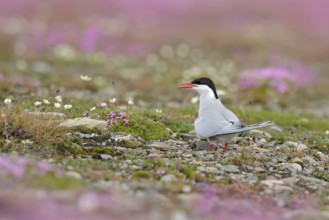Arctic Tern, Sterna paradisaea, white bird with black cap, with Arctic landscape in background,