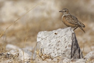 Spike-heeled Lark (Chersomanes albofasciata), Etosha National Park, Oshikoto, Namibia