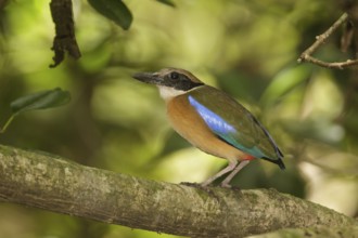 Mangrove Pitta (Pitta megarhyncha) male, Singapore
