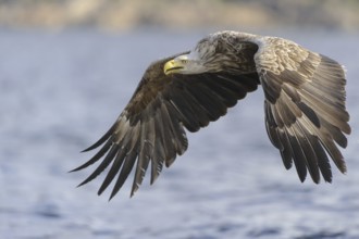 White-tailed Eagle (Haliaeetus albicilla) flying, Nord-Trondelag, Norway