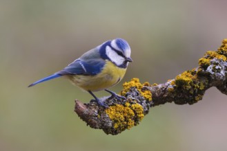 Eurasian Blue Tit (Cyanistes caeruleus), Carinthia, Austria