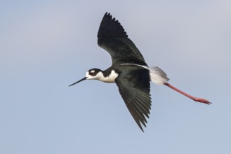 Black-necked Stilt (Himantopus mexicanus) flying over a marsh in central Washington State, USA