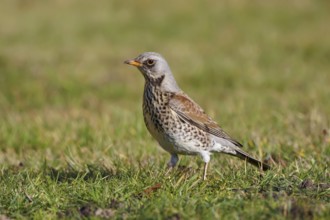 Fieldfare (Turdus pilaris), Wales, United Kingdom