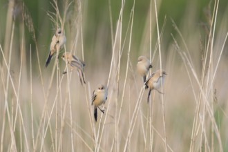 Bearded Reedling (Panurus biarmicus) juveniles in reed bed, Mecklenburg-Western Pomerania, Germany