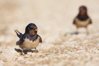 Barn Swallow - Rauchschwalbe - Hirundo rustica ssp. rustica, Croatia, adult