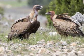 Griffon Vulture (Gyps fulvus), Castile and Leon, Spain
