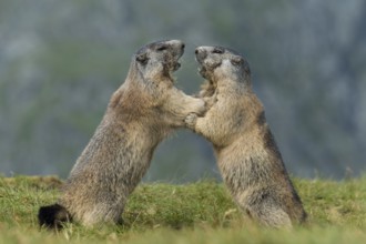Alpine Marmot (Marmota marmota) two adult playing and fighting, High Tauern National Park,