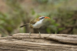 Red-billed Scimitar Babbler (Pomatorhinus ochraceiceps), Yunnan, China
