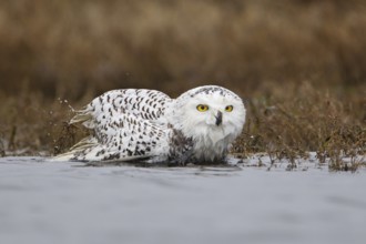 Snowy Owl (Bubo scandiacus) juvenile bathing, British Columbia, Canada