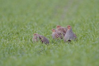 Grey Partridge (Perdix perdix) group perched in field, North Rhine-Westphalia, Germany