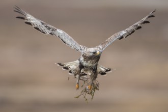 Rough-legged Buzzard (Buteo lagopus) flying, Finnmark, Norway
