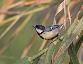 Great Tit (Parus major) with spider in its beak, France