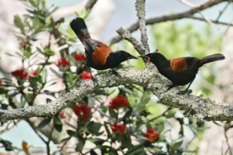 North Island Saddleback (Philesturnus rufusater) pair displaying, Nordinsel, New Zealand