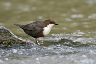 White-throated Dipper (Cinclus cinclus) foraging, North Rhine-Westphalia, Germany