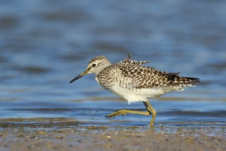Wood Sandpiper (Tringa glareola) foraging, Lesvos, Greece