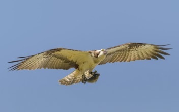 Fischadler (Pandion haliaetus) im Flug mit Beute