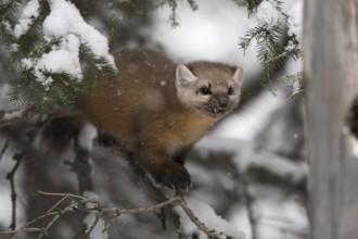 American Marten (Martes americana) climbing in tree, Yellowstone National Park, USA