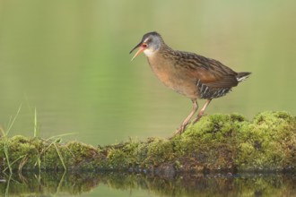 Virginia Rail (Rallus limicola) calling, British Columbia, Canada