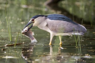 Black-crowned Night Heron (Nycticorax nycticorax) with fish prey in beak, Subotica, Serbia