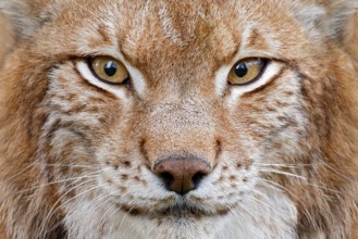 Lynx, detail face portrait with beautiful eyes. Cute fur of Eurasian lynx, animal in habitat. Wild