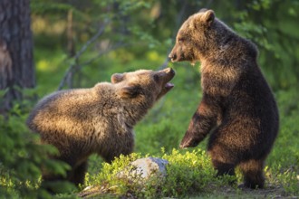 Eurasian Brown Bear (Ursus arctos) two cubs play fighting in forest, Finland