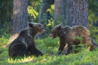 Eurasian Brown Bear (Ursus arctos) two cubs play fighting in forest, Finland