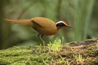 Rail-babbler (Eupetes macrocerus) perched on a mossy log, Johor, Malaysia
