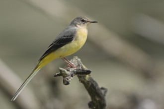 Grey Wagtail (Motacilla cinerea) juvenile, Saxony-Anhalt, Germany