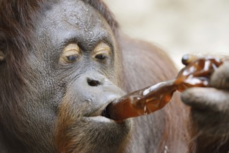 Bornean orangutan (Pongo pygmaeus), female drinking from a bottle, captive, occurring on Borneo