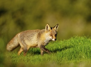Red fox (Vulpes vulpes) in the early morning light in a meadow Sierra de San Pedro, Extremadura,