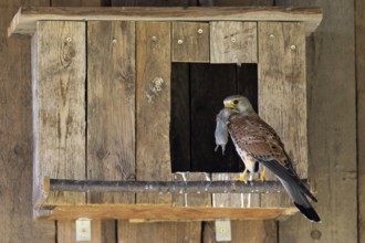Kestrel (Falco tinnunculus) male with captured mouse for the young, village in Münsterland, North
