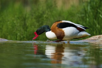A duck with a red beak drinking water in a natural environment, shelduck (Tadorna tadorna), spring,