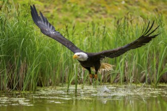Bald eagle (Haliaeetus leucocephalus) flying over a pond, hunting, Bavaria, Germany