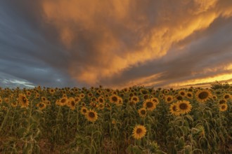 Golden sunflowers stretch out into the colourful sky as the sunlight increases, creating a