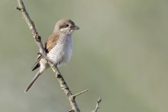 Red-backed shrike (Lanius collurio), adult female, sitting calmly and relaxed on a thorny branch in