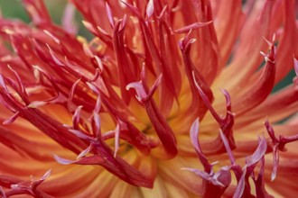 Dahlia, close-up, Münsterland, North Rhine-Westphalia, Germany