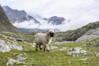 Valais Blacknose sheep (Ovis gmelini aries), high alpine mountain valley, Obere Senner Egete,