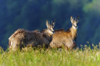 Two chamois standing next to each other in a meadow in front of a wooded background, chamois,