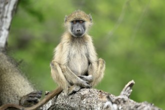 Bear baboon, Tschakma baboon (Papio ursinus), young animal, sitting, on the ground, alert, relaxed,