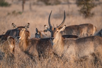 Elliptic waterbuck (Kobus ellipsipiprymnus), adult female and male, herd in dry grass in the